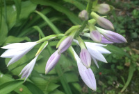 Hostas