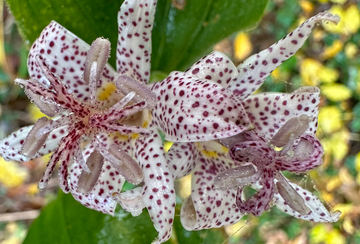 Toad Lily