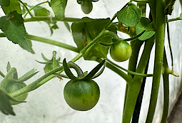 Green Tomatoes
