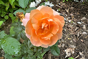 Orange Rose
