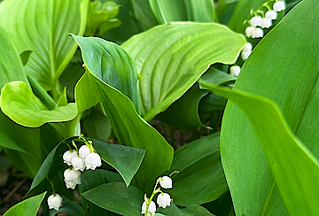 Lily of the Valley