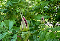 Rose Bud