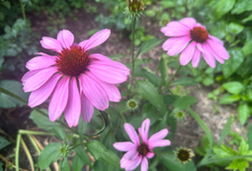 Purple Cone Flowers