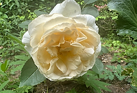 White Rose