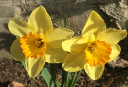 Daffodils