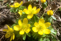 Winter Aconite