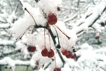 Winter Storm