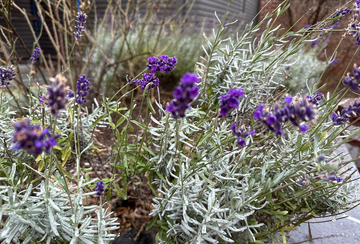 Blooming Lavender