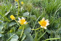 Buttercups