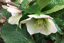Painted Lady Hellebores
