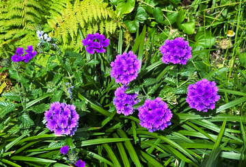 Purple Verbena