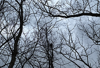 Barren Branches Projected on Gray Skies