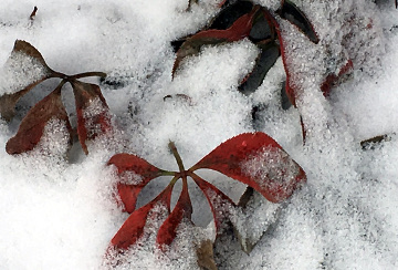 Red Hellebore Leaves under Snow